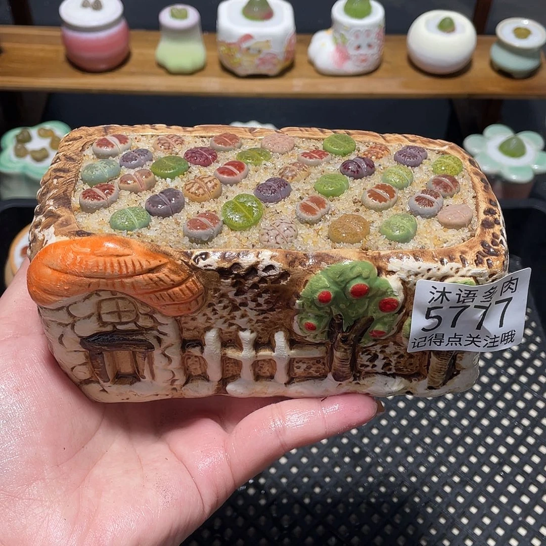 带盆土植物 一物一拍5777