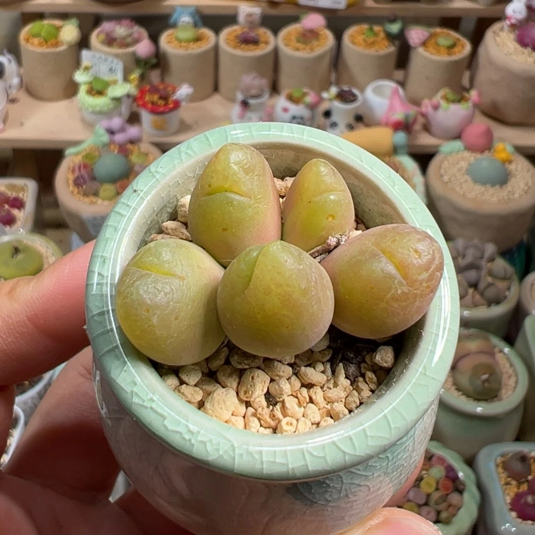 多肉植物41号毛翠滴