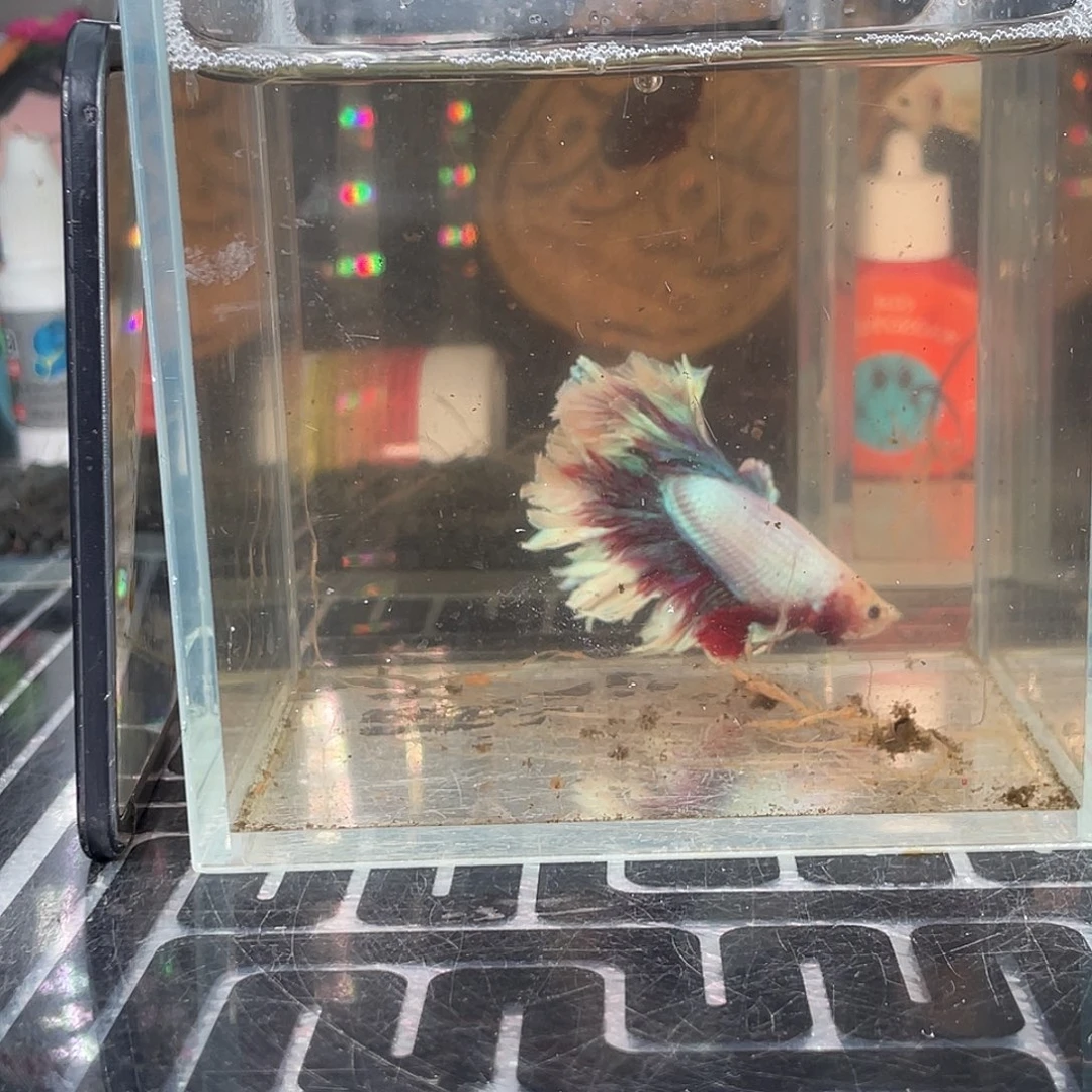 斗鱼15号1125早hmpk绣球