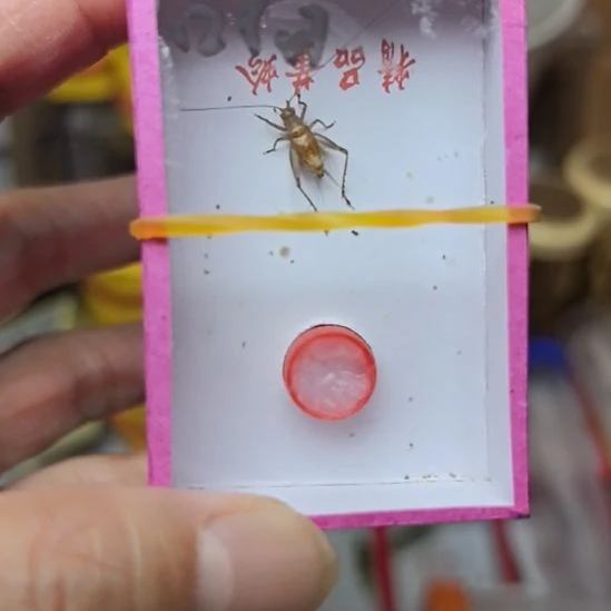 蟋蟀大黄蛉呀5只漂亮合适