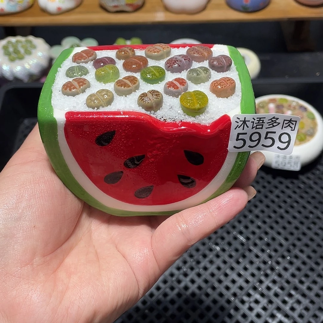 带盆土植物 一物一拍5959