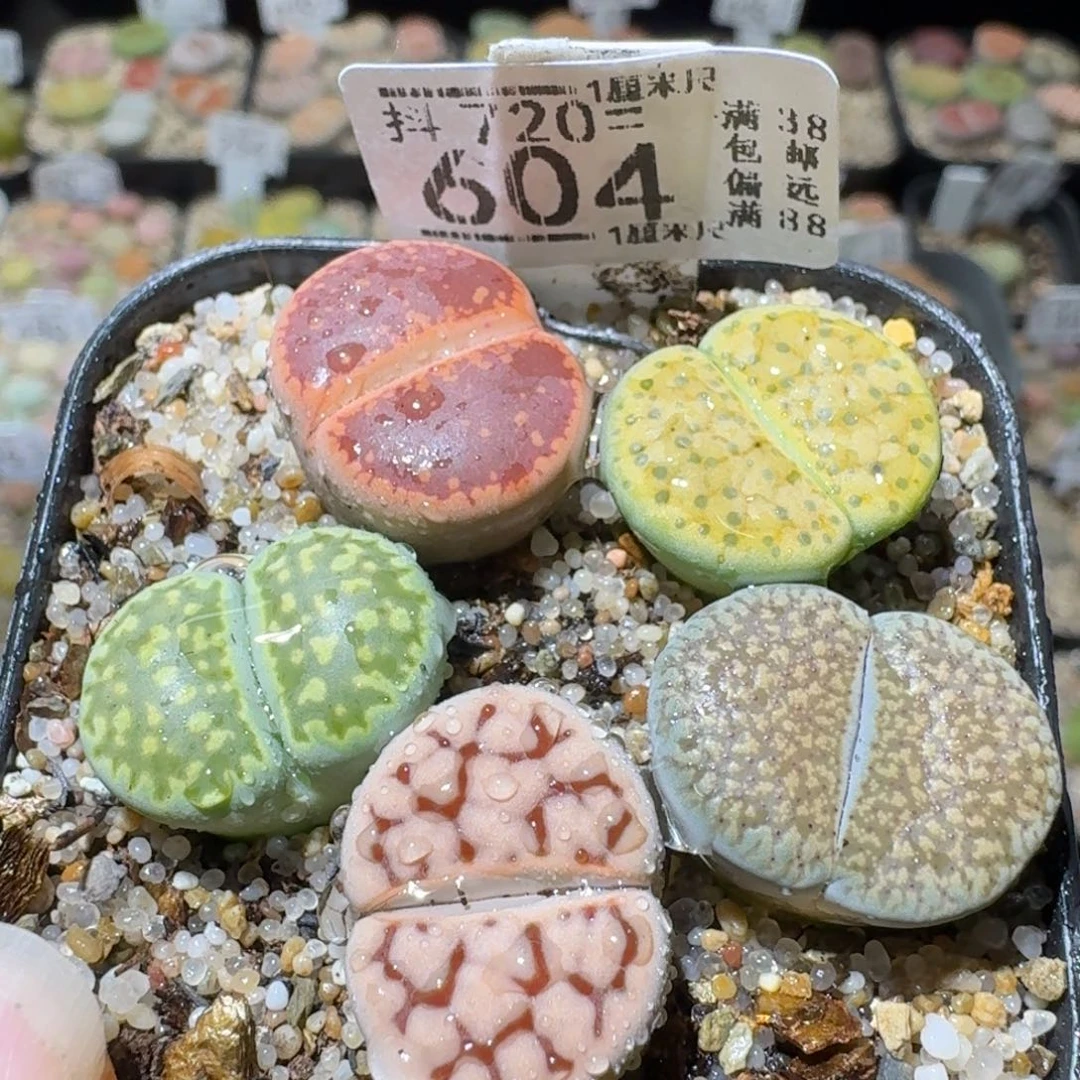 Sss清清清货了604