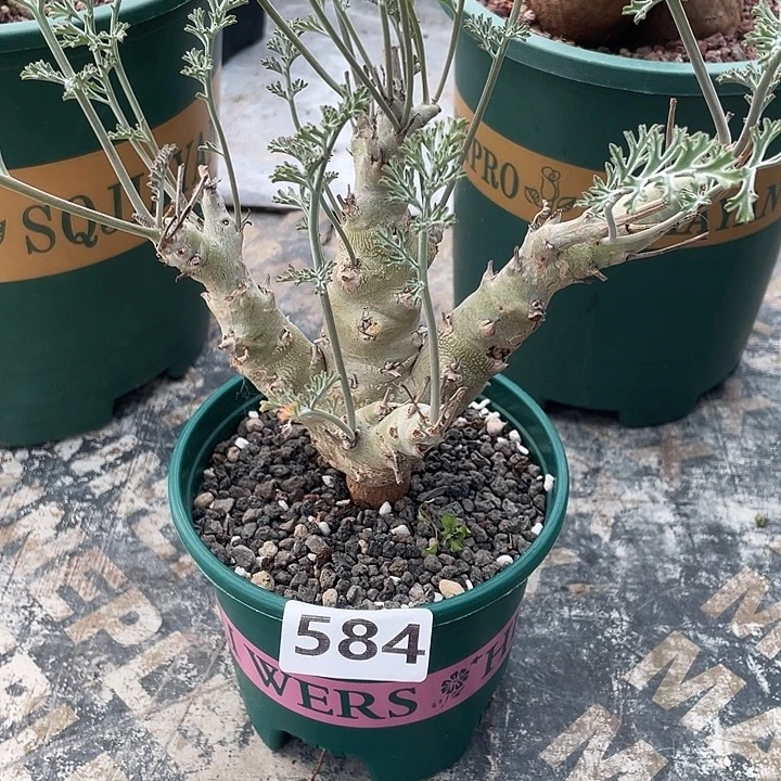 584大沉香鹿茸杨葵