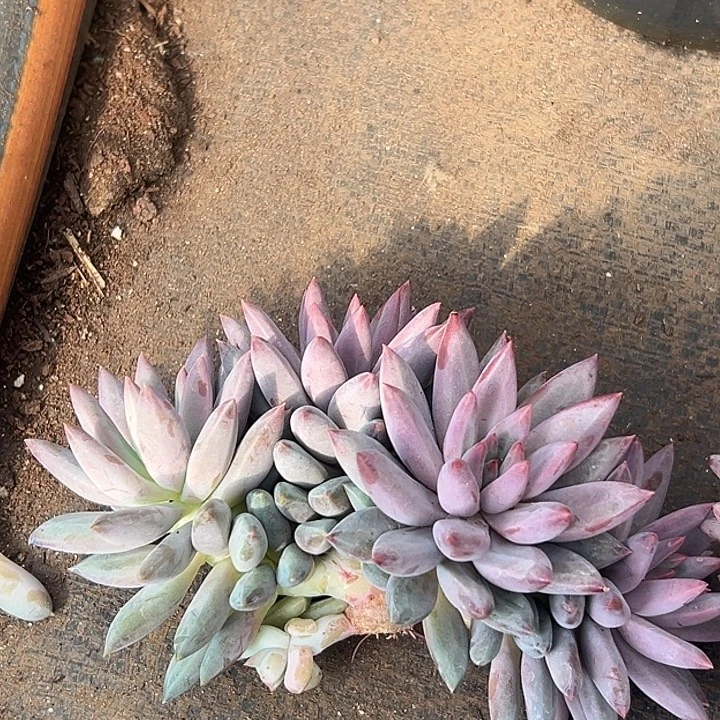 流沙虞美人朵群特价一物一拍