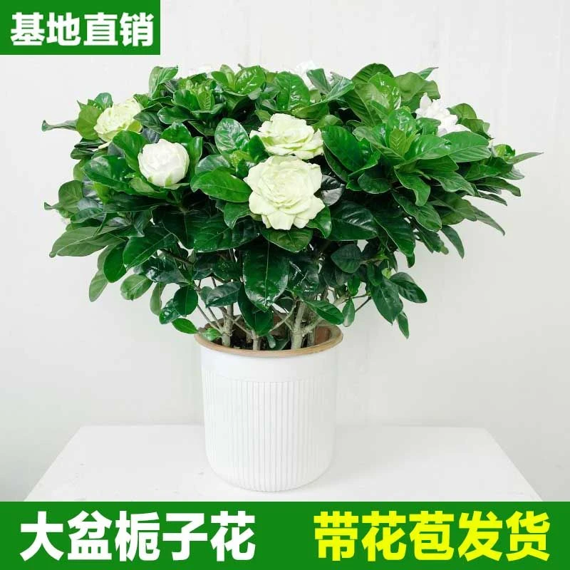【大叶牡丹栀子花】带花苞发货室外阳台盆栽绿植浓香型喜水喜光植物
