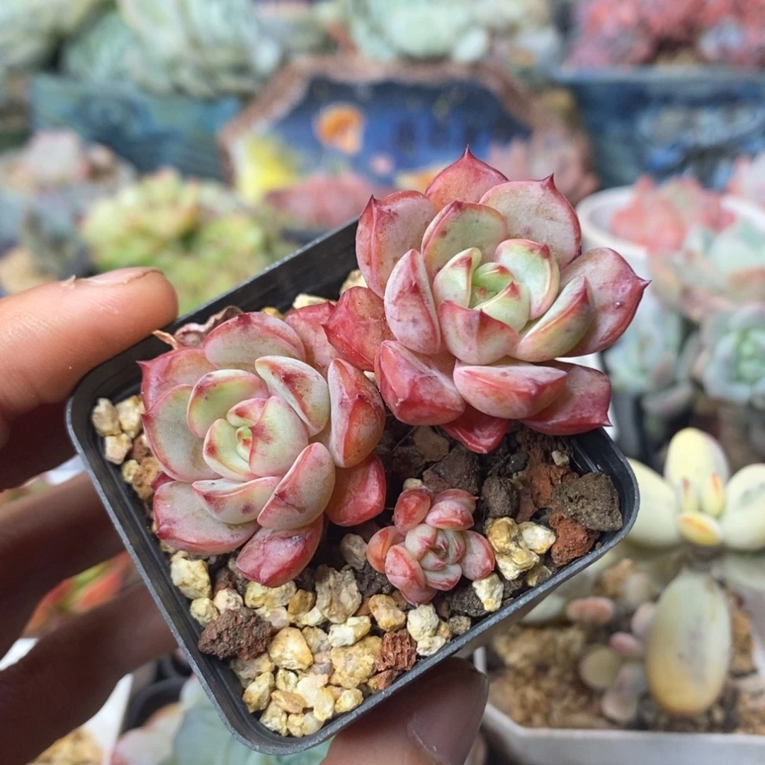 香草草莓三头小老桩一物一拍