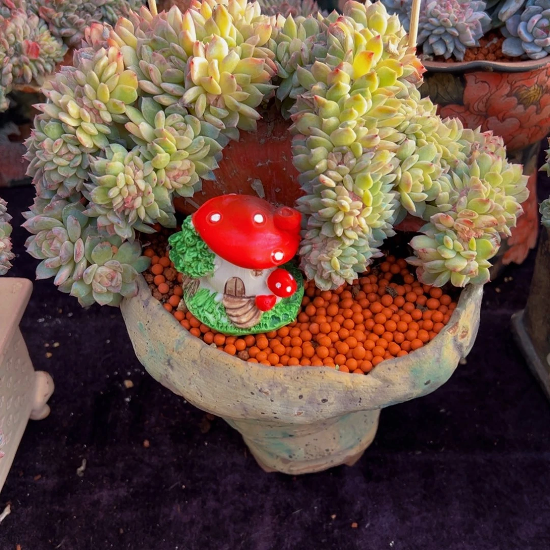 荷花冰魄缀天天开心