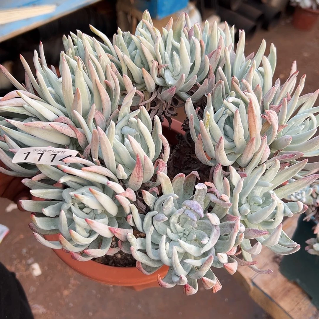 奥罗拉仙女杯多肉