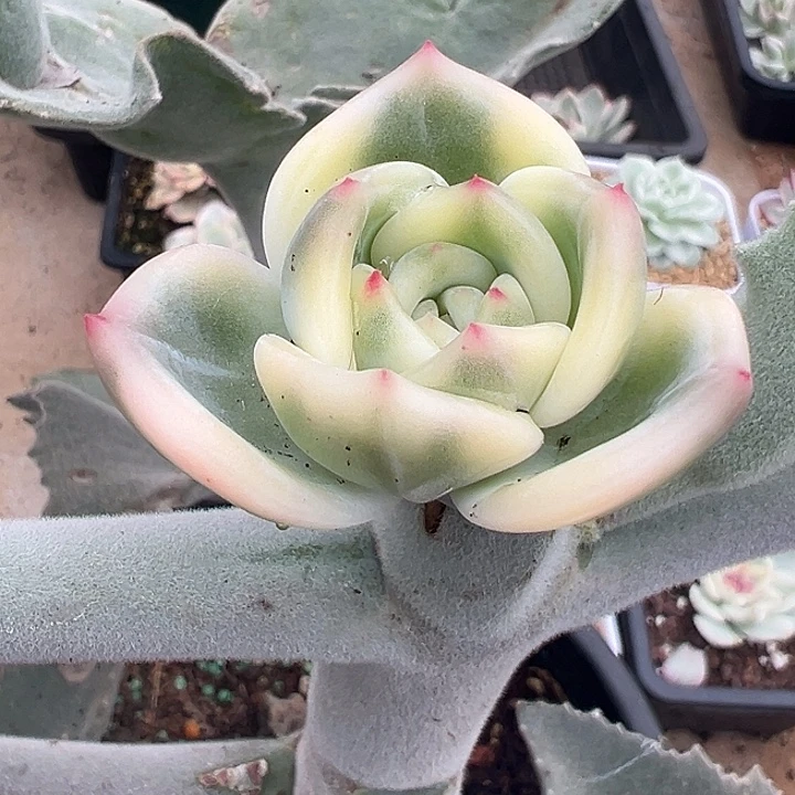 伊丽莎白锦多肉植物