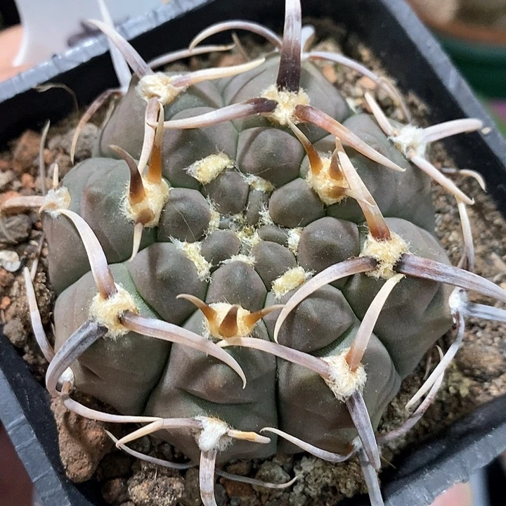 孤品实生顶配粗刺三枪玉6.3cm61号