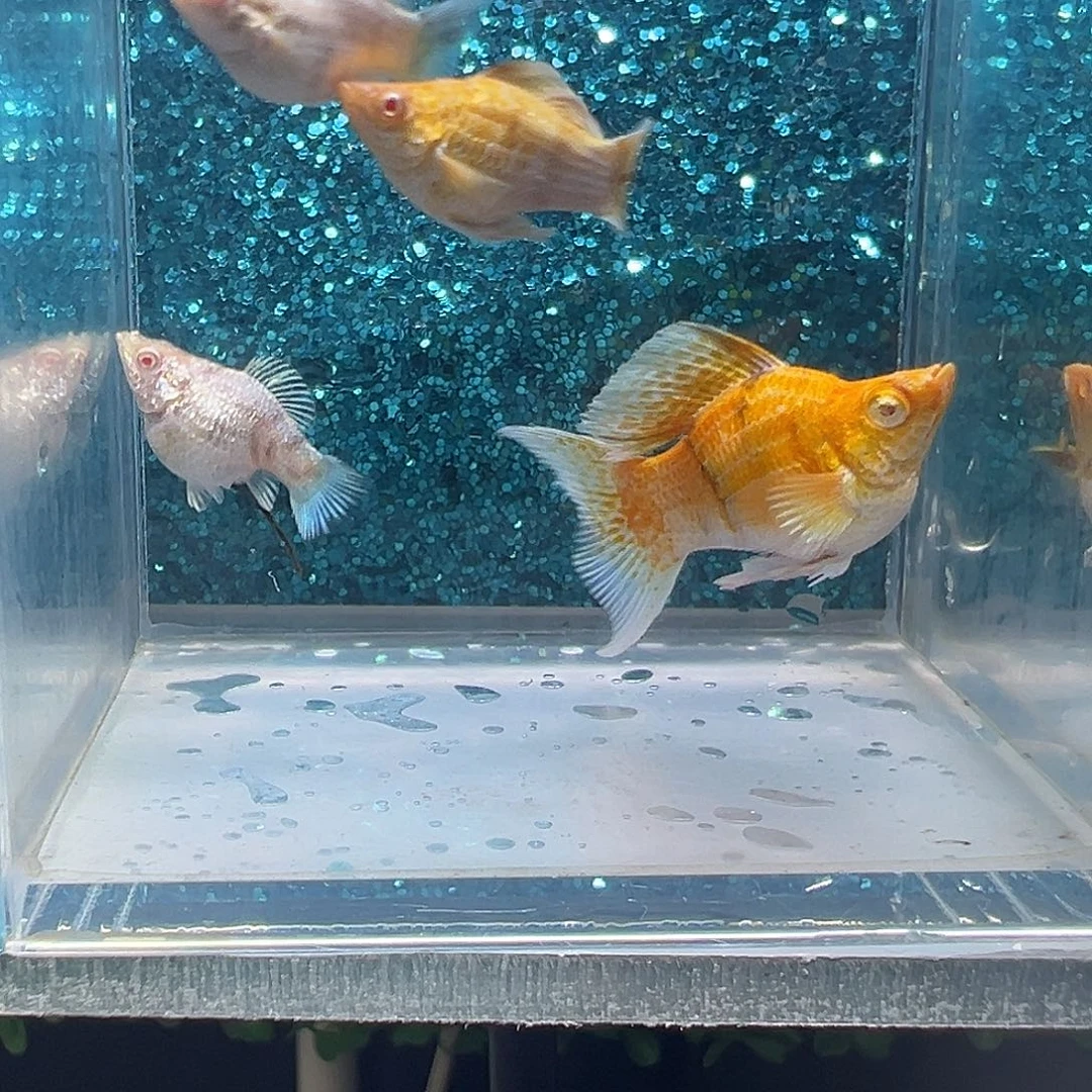 黑玛丽鱼金虎玛丽两对0029