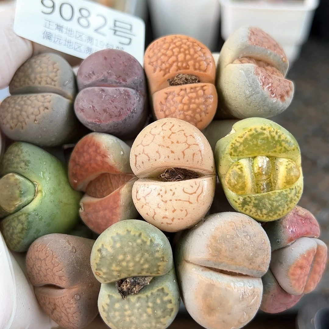 好养易活生石花大母本9082共12颗2.5cm+