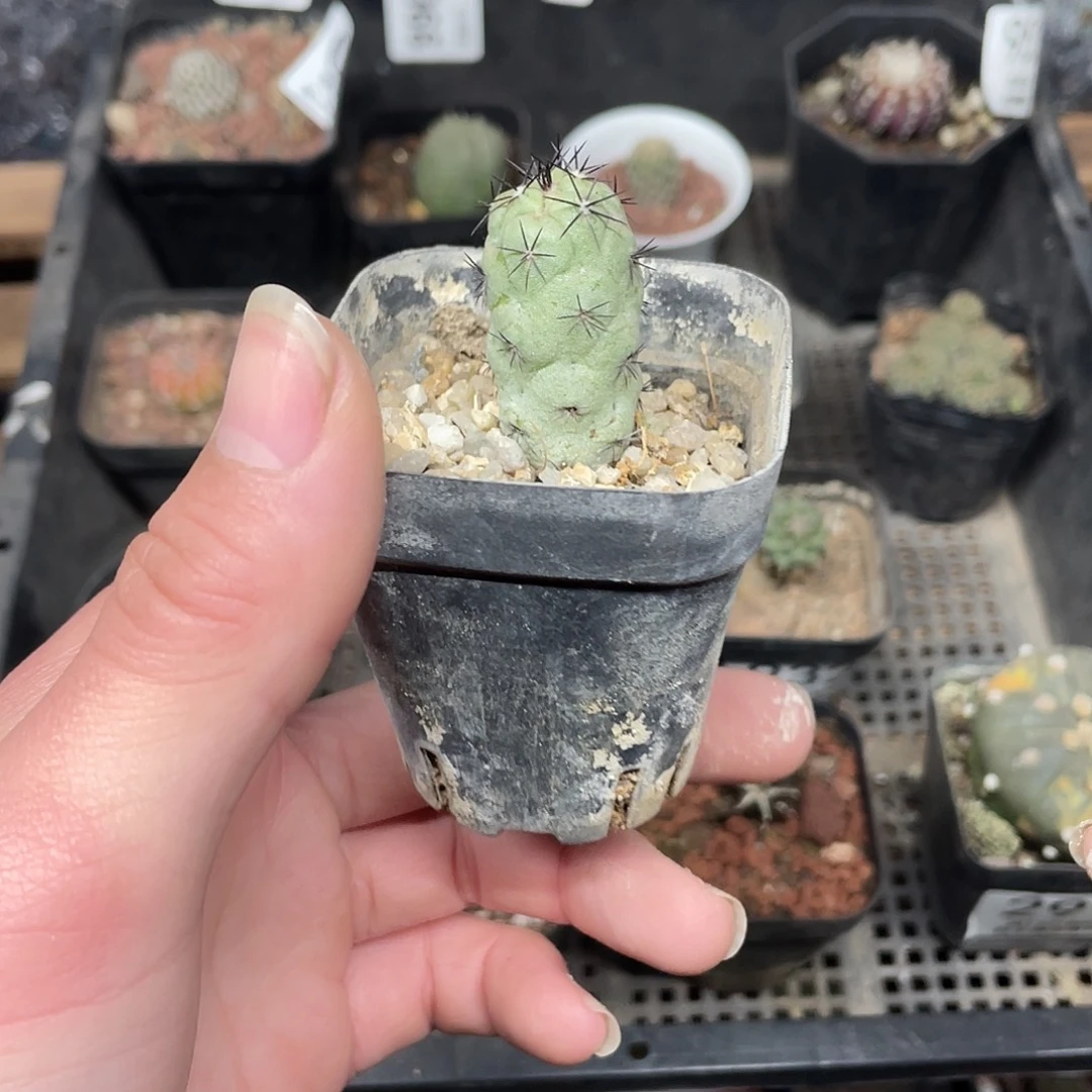 帝王丸（满18包邮）