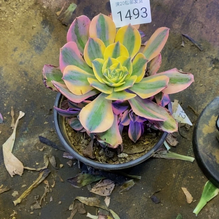 梅**儿灿烂多肉断头不包1493