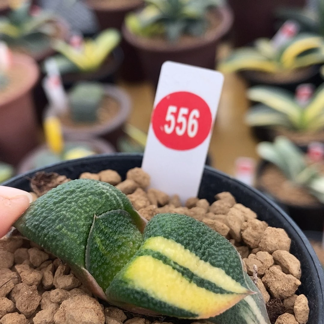 用***^556卧牛实生锦带盆发货