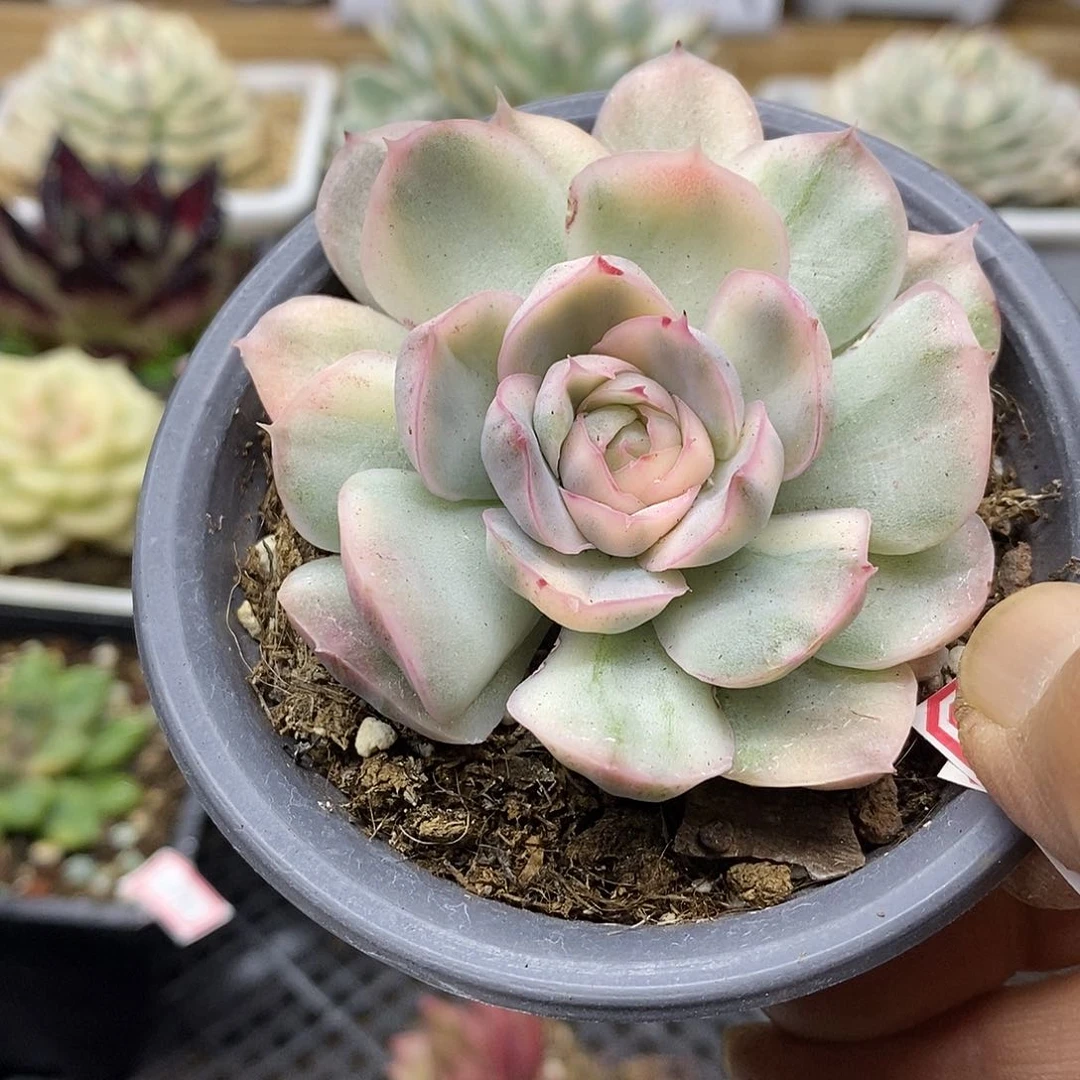 0242 草莓蛋糕锦