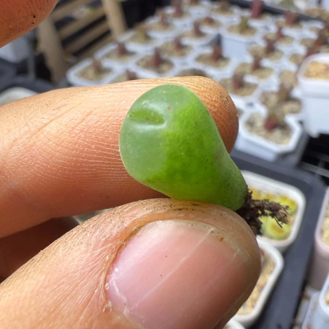 44特价粉红女郎纽扣母本一物一拍