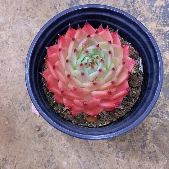 E*罗拉多肉植物大单