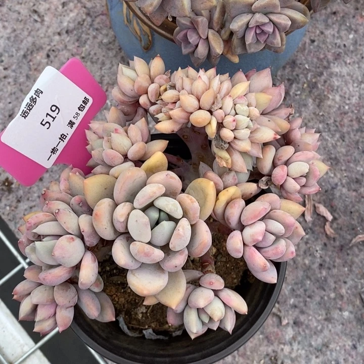 胖美人朵缀肉肉肉肉肉