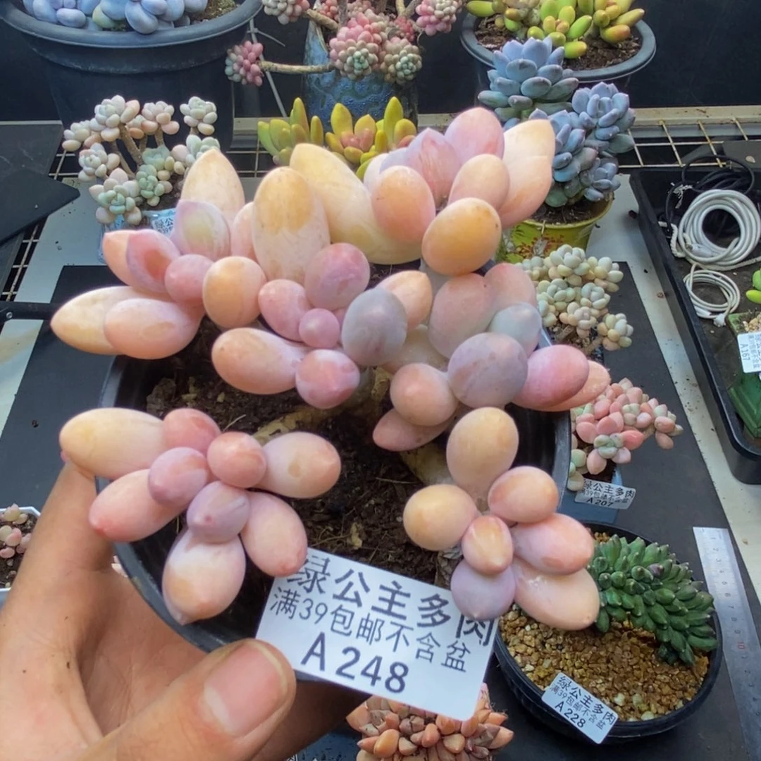 248香水手指奶多肉8c m