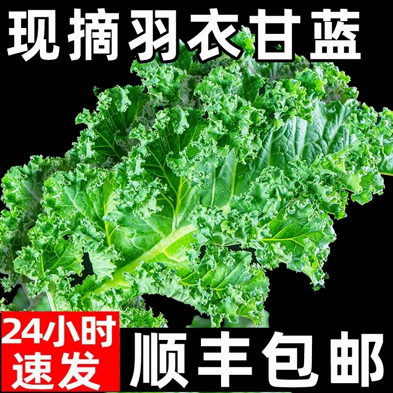 新鲜羽衣甘蓝嫩叶蔬菜当天采摘顺丰直发健康食材