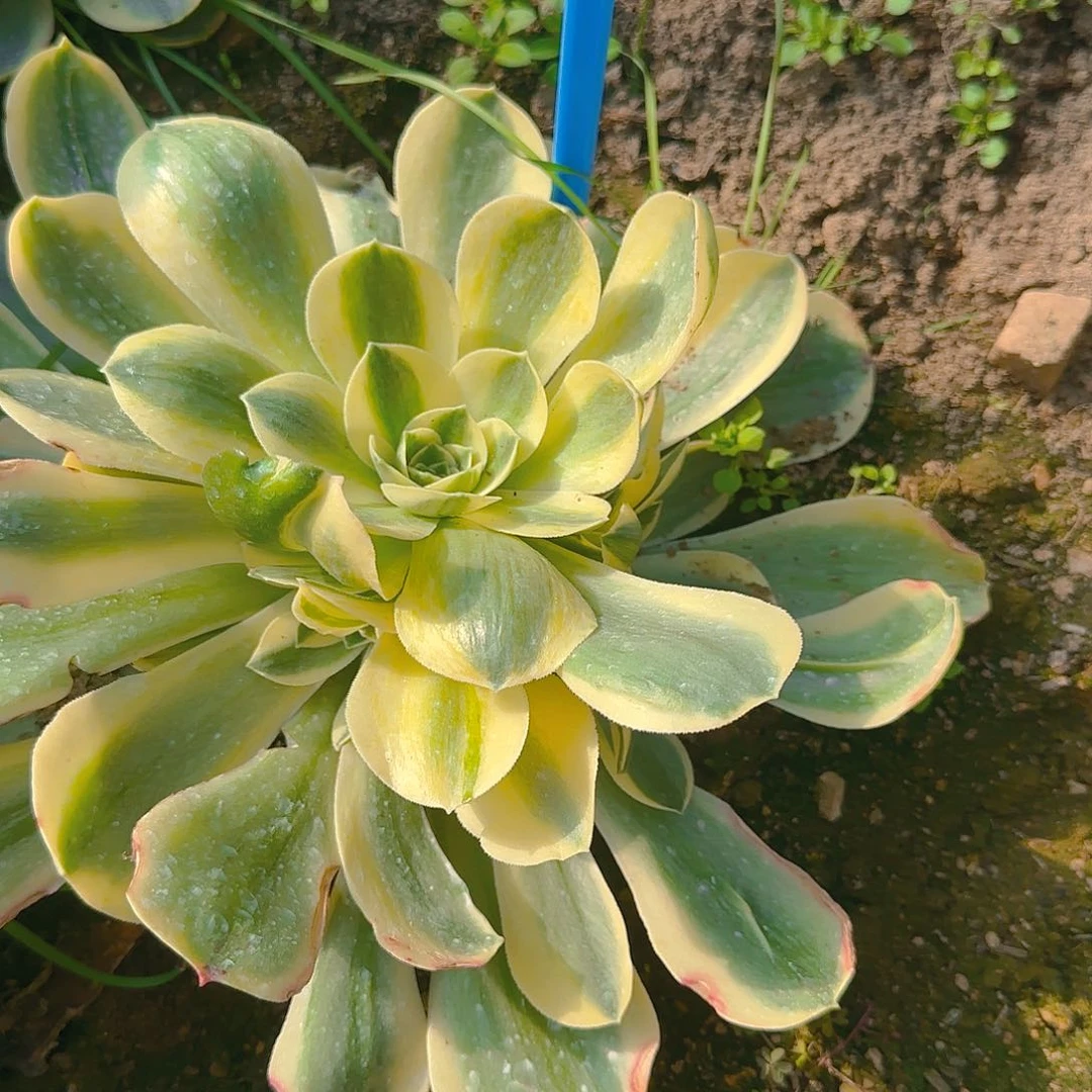 1144香龙盘白锦多肉哦哦哦