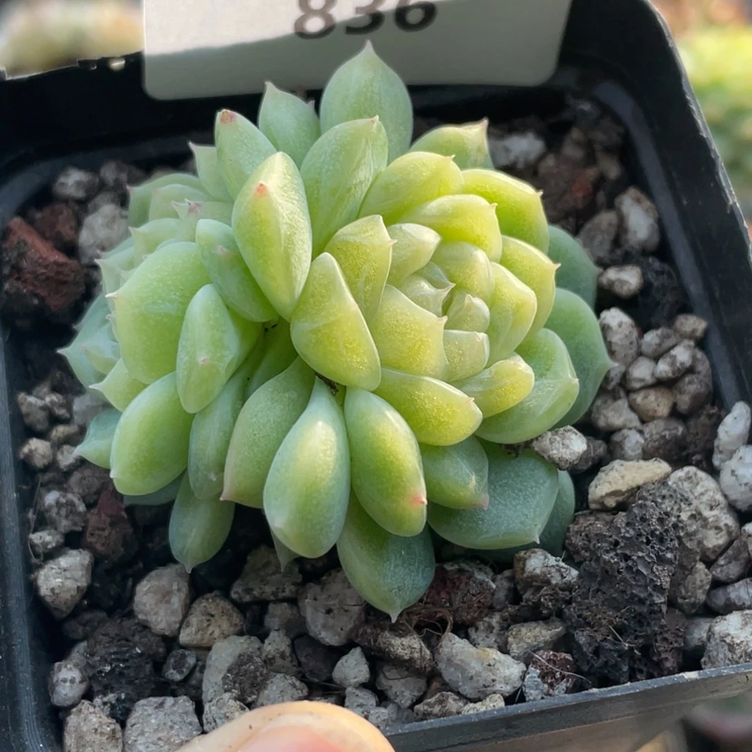 836号糖心冰心珍妮 泼天富贵