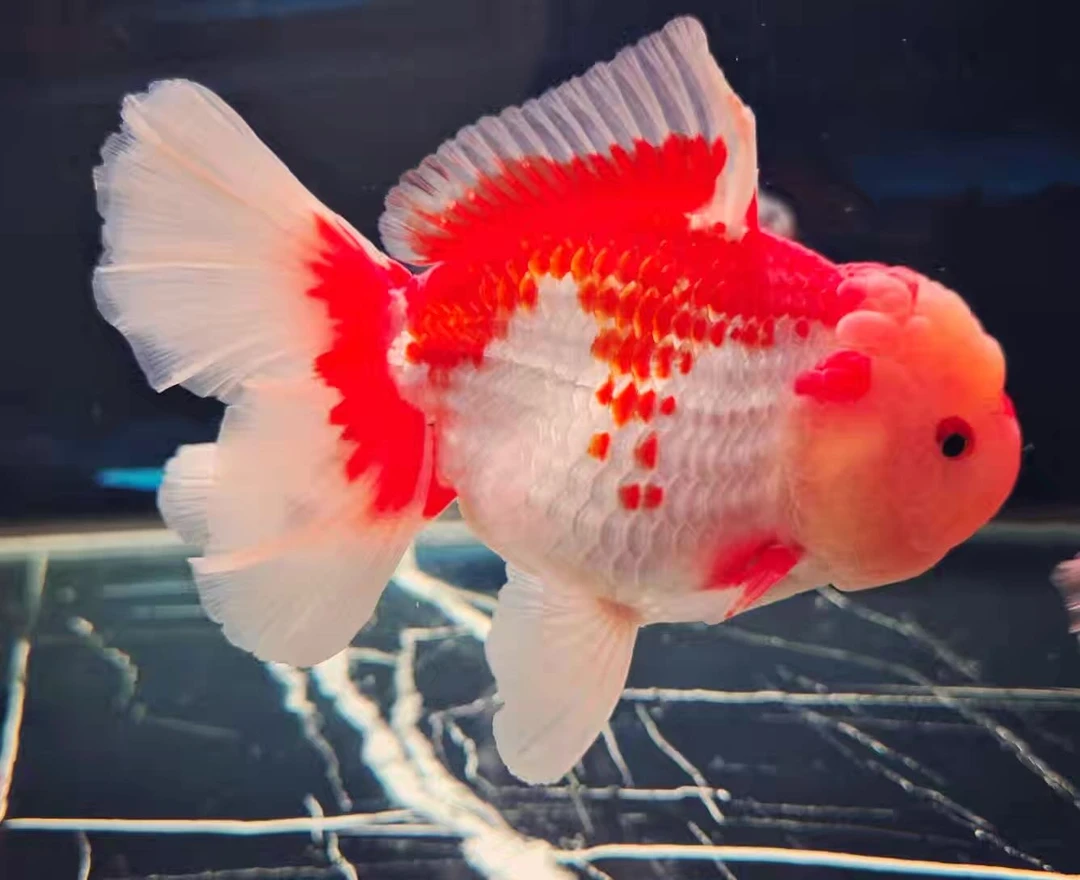 活体精品泰狮金鱼，自家渔场养殖观赏鱼（图片仅供参考）