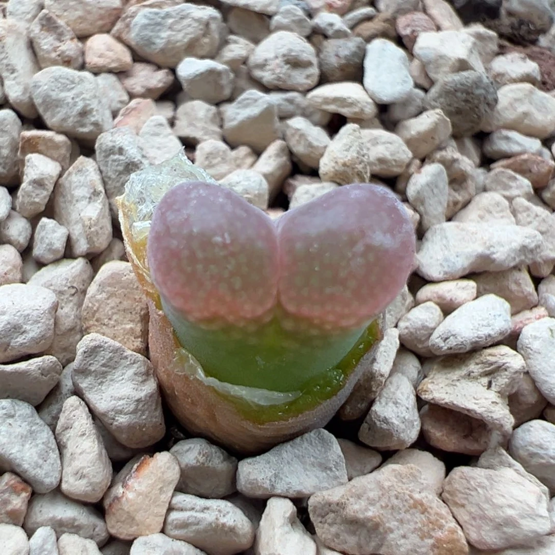 206女神节限时福利