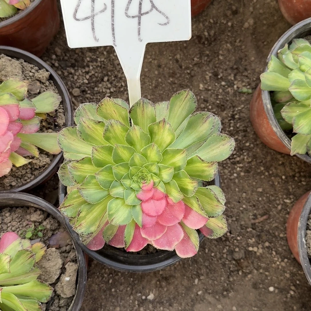 4145知否多肉法师多肉