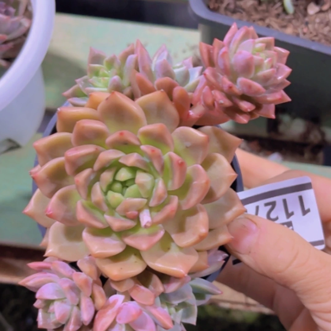 【闪购商品】香槟杂11273