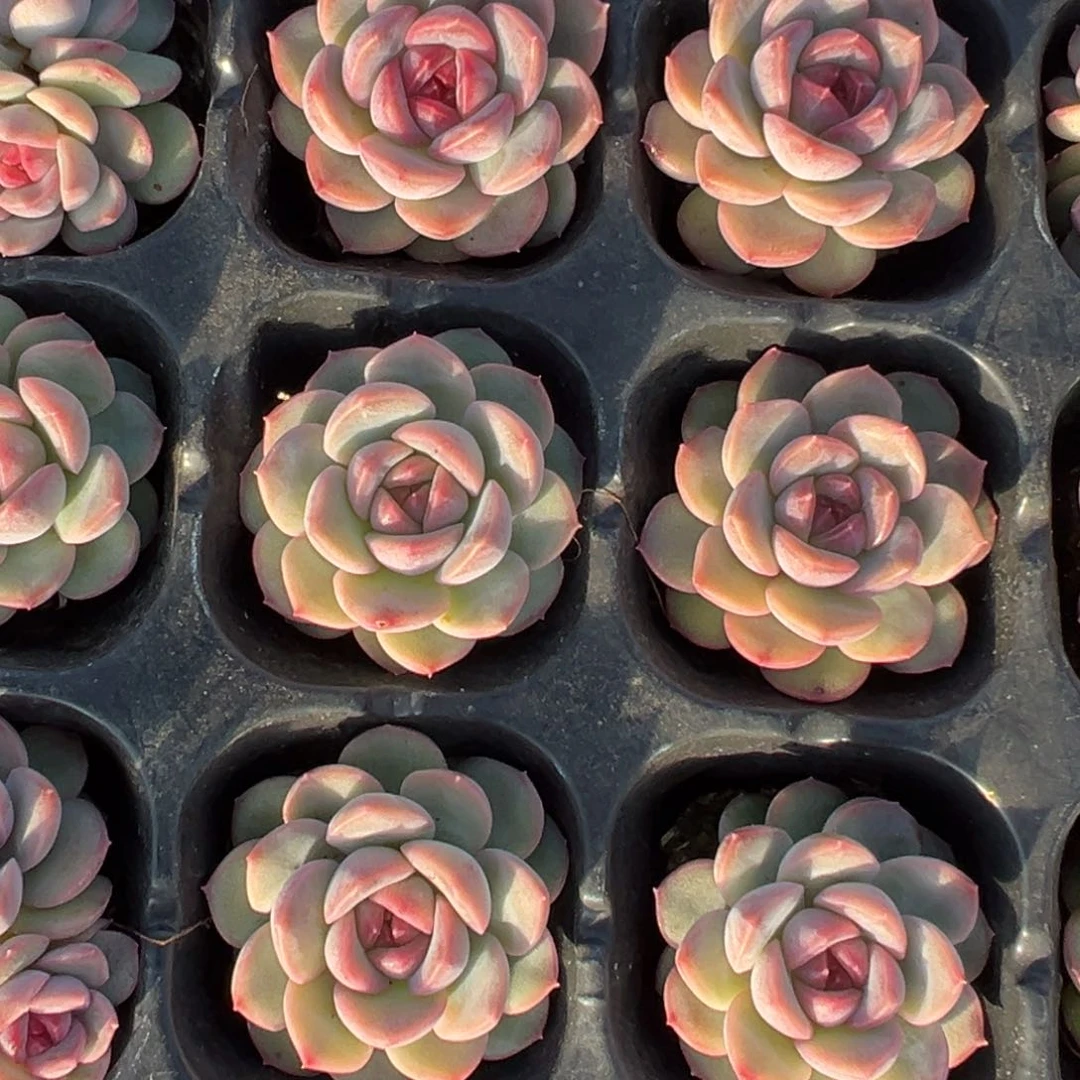 琴心3cm一颗量拍多肉满20包邮