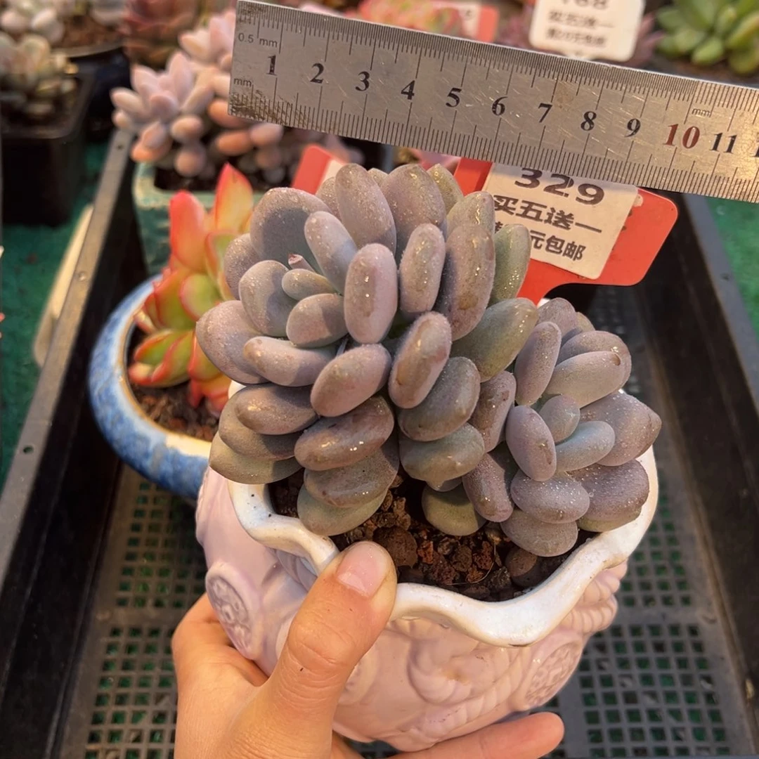 表妹精品多肉植物329.