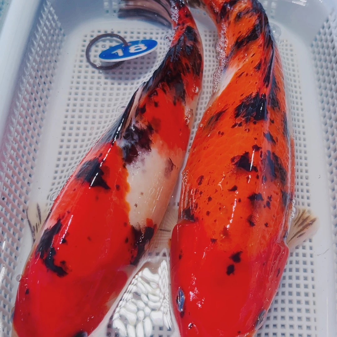 海水鱼锦鲤冷水18