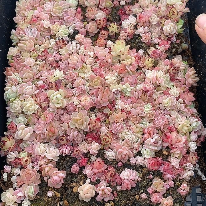 246 多肉植物盆栽花卉植物