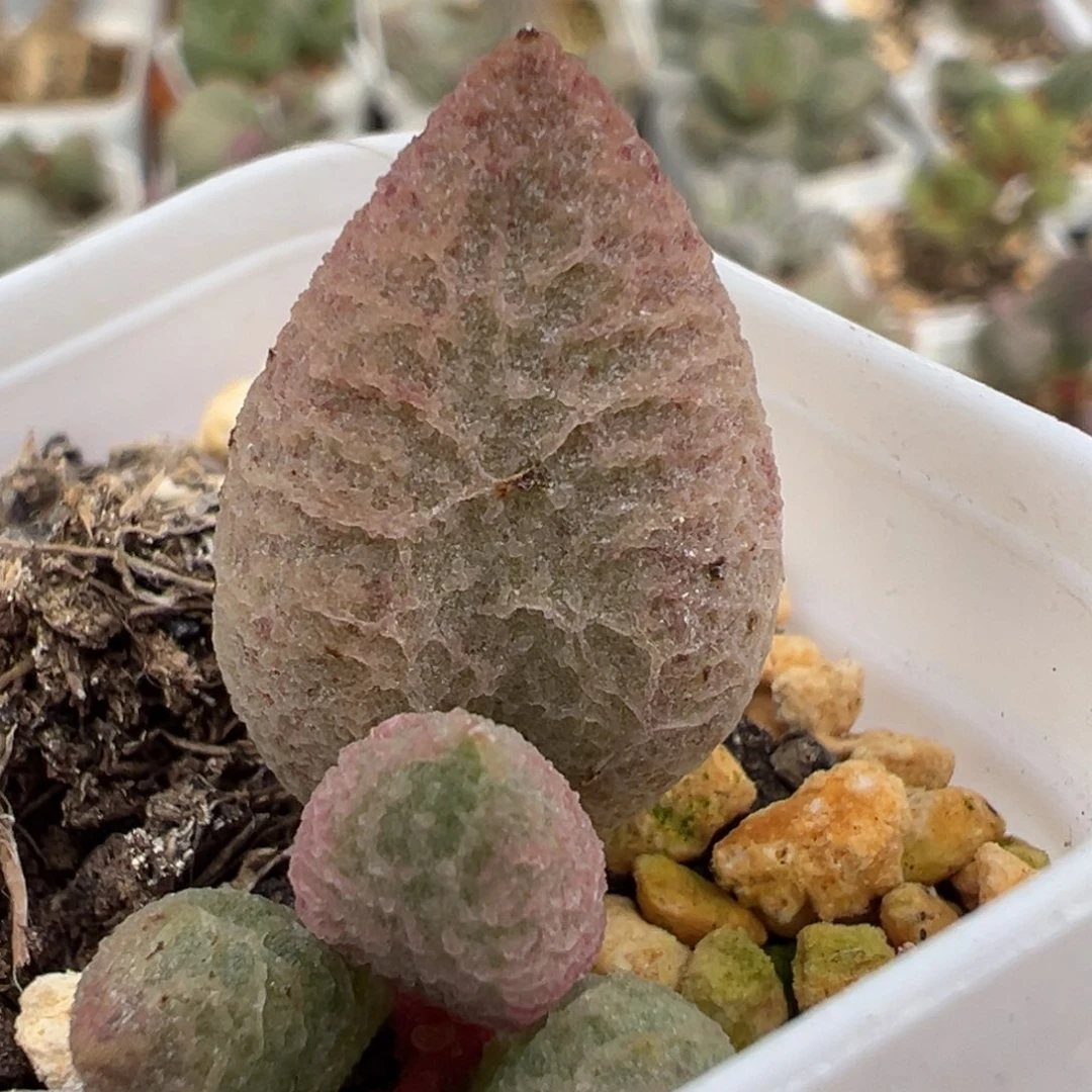 融化纹冰激凌大苗多肉植物