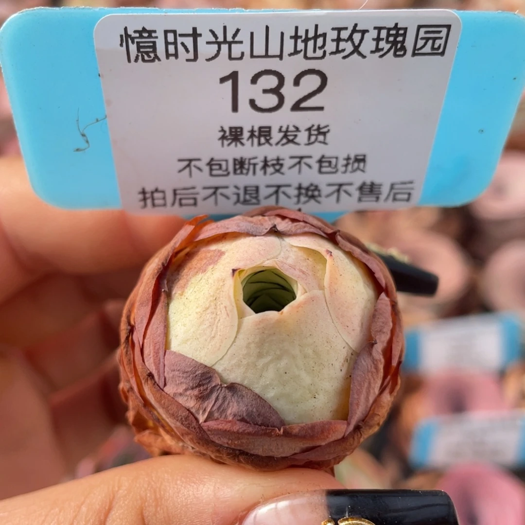 山地玫瑰132裸根发货不售后