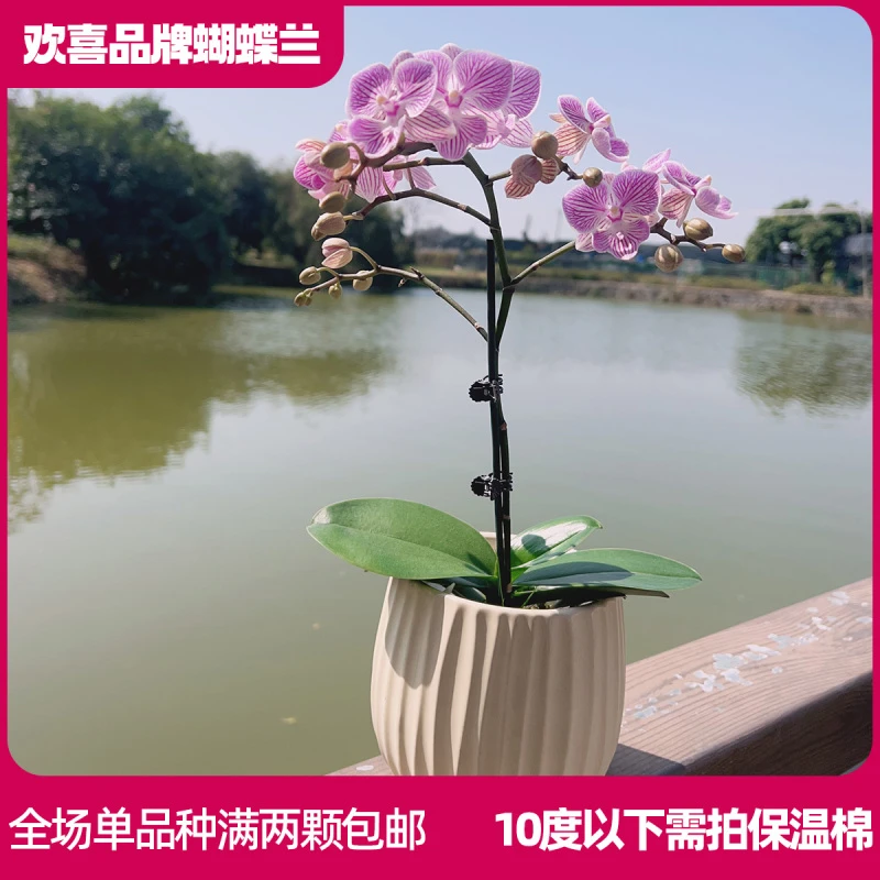 【樱花】蝴蝶兰室内客厅养 带花发货