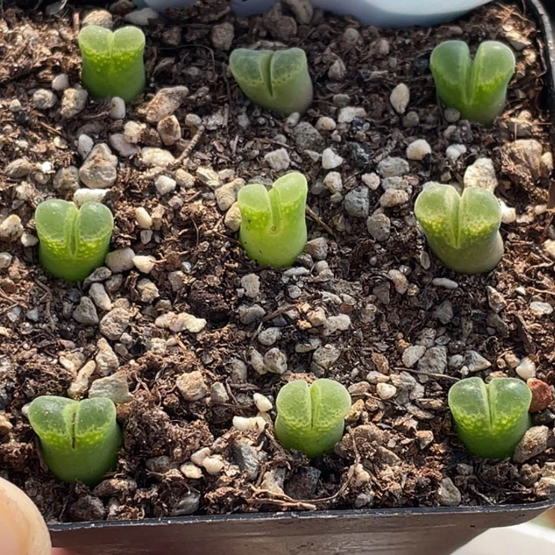 25-136肉锥多肉植物风铃