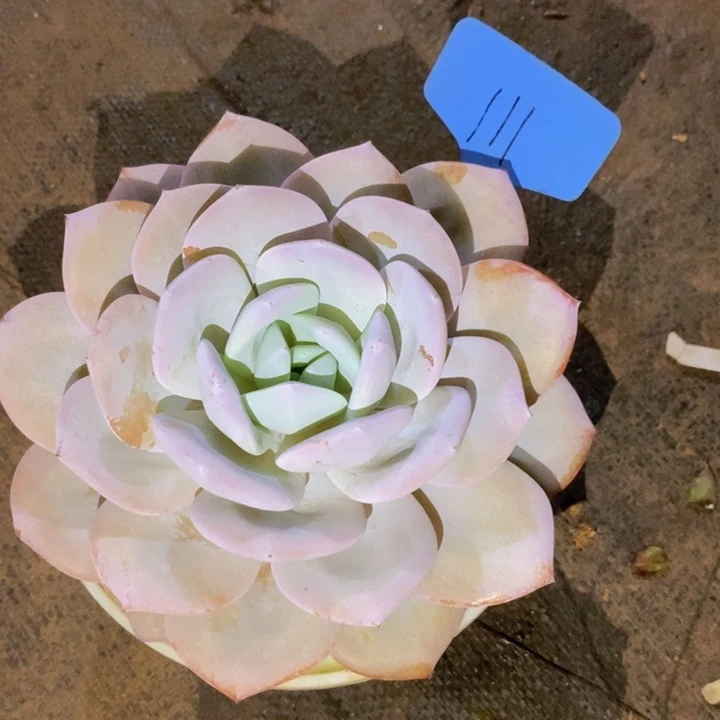娇***娇这个我都看出来哦