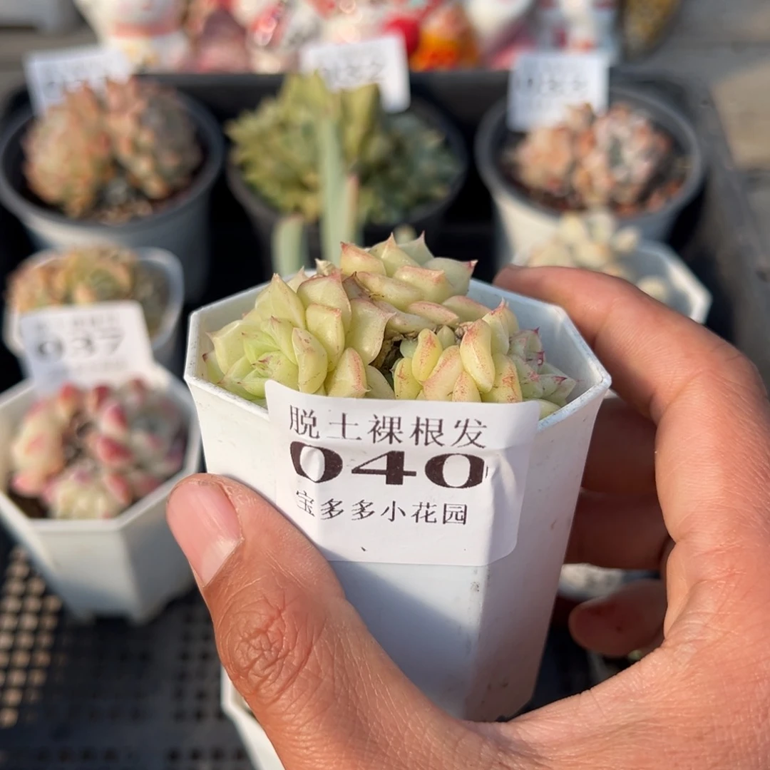 白天鹅麦秆多肉满28包邮脱土发