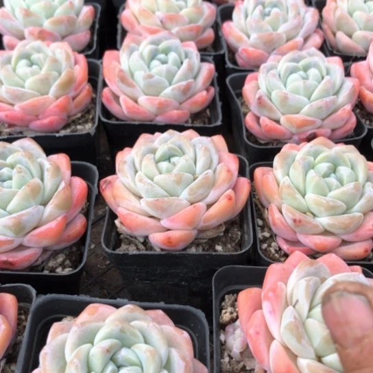 精控带盆土樱花暗纹冰玉多肉植物