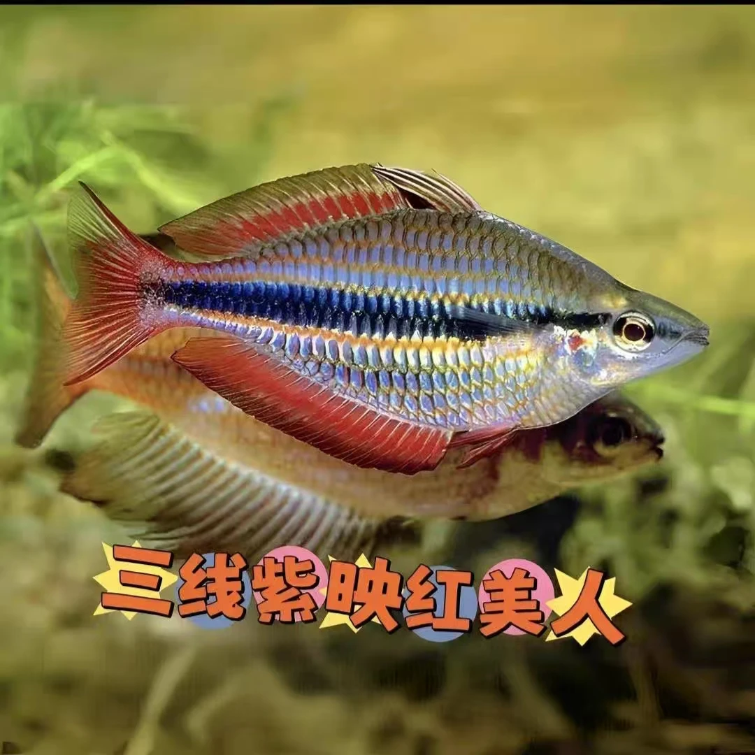 三线紫映红美人 热带观赏鱼