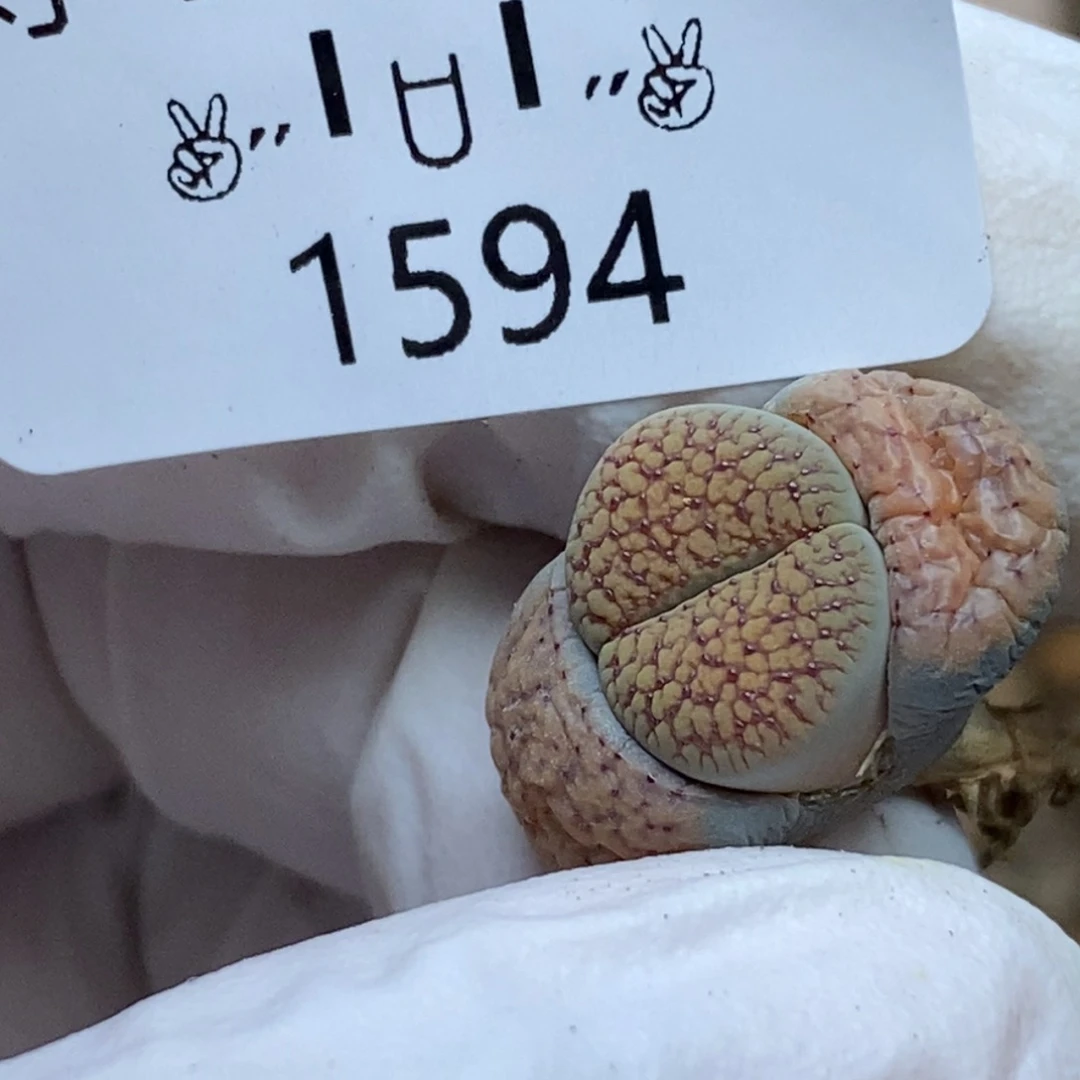 1594。零下拍保温.18包邮.当天凑哦