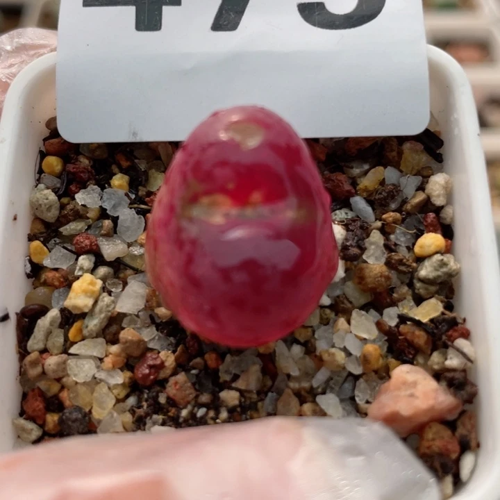 475超毛母本脱土