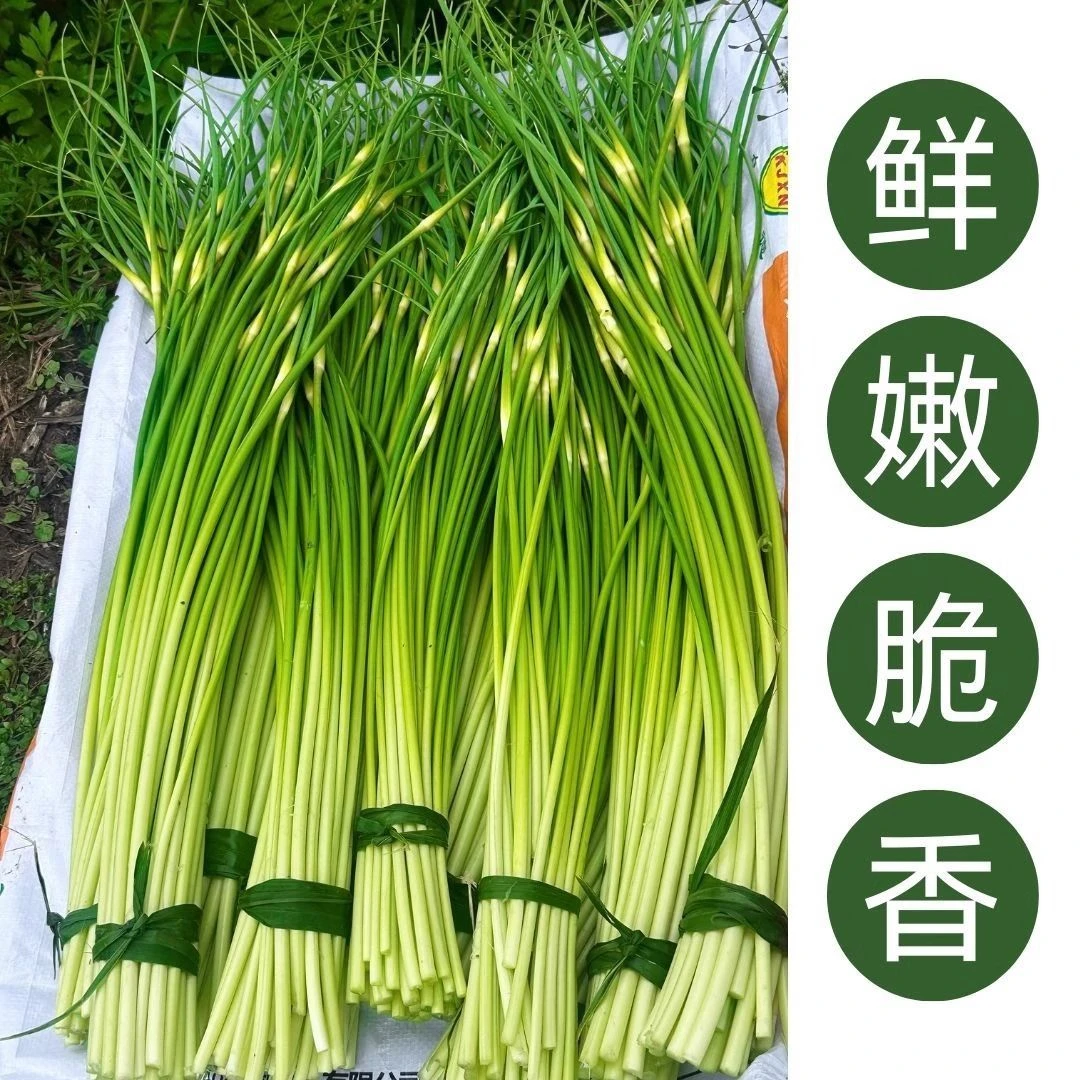 2025河南新鲜头茬正宗白帽蒜苔现摘现发