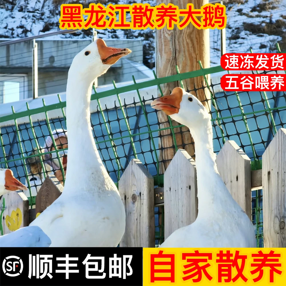 【顺丰包邮】黑龙江散养大鹅农家散养大鹅带心肝胗