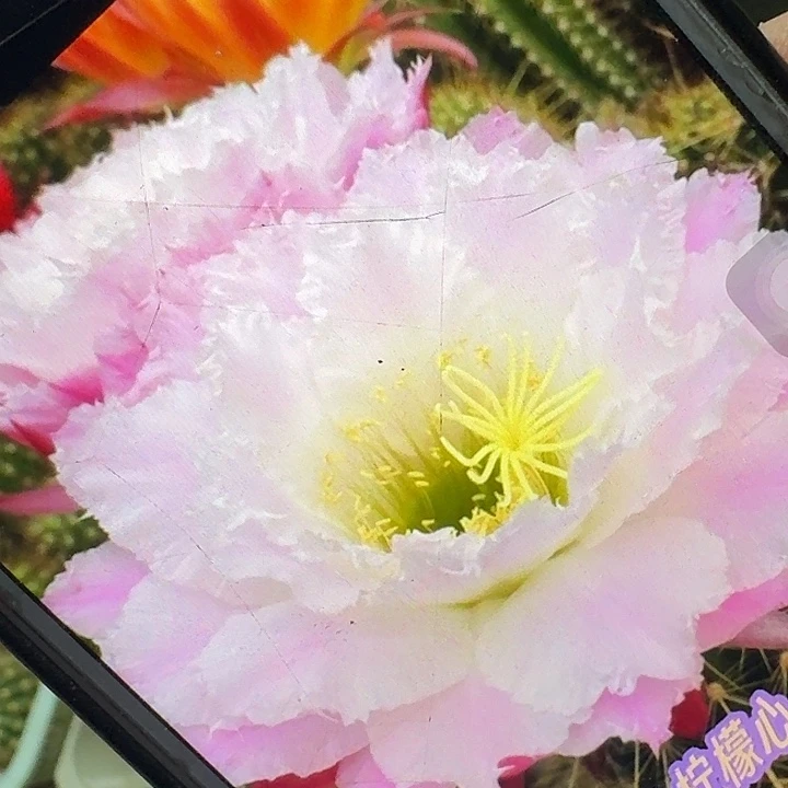 柠檬心侧芽5公分毛花柱