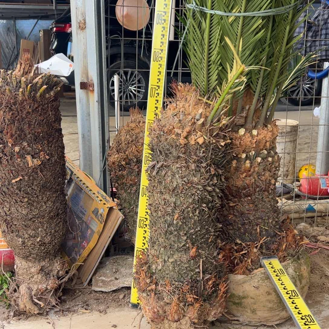 完全开放铁树大盆栽