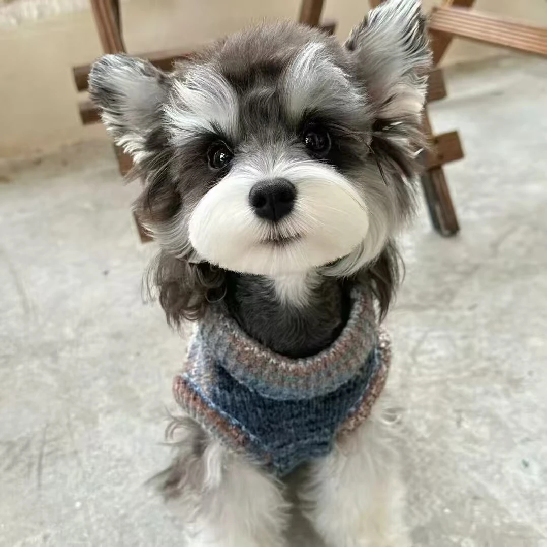 冉冉宠物专属狗狗链接